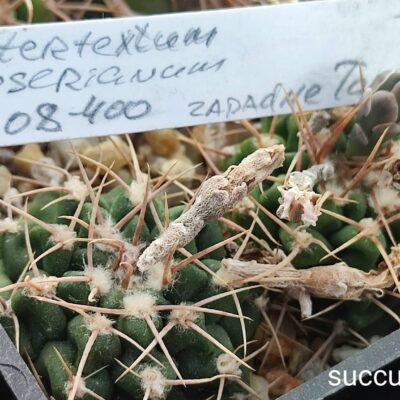 gymnocalycium intertextum moserianum mt08-400 насіння