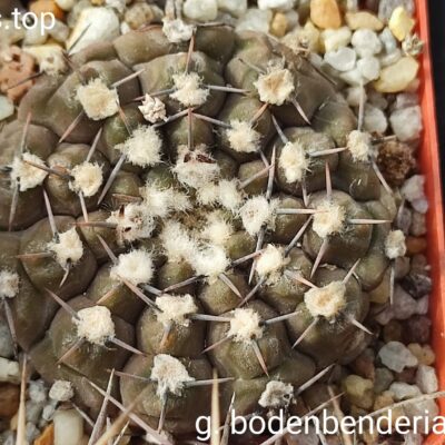 gymnocalycium bodenbenderianum p76a насіння