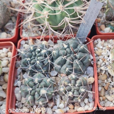 gymnocalycium gibbosum GN945 насіння