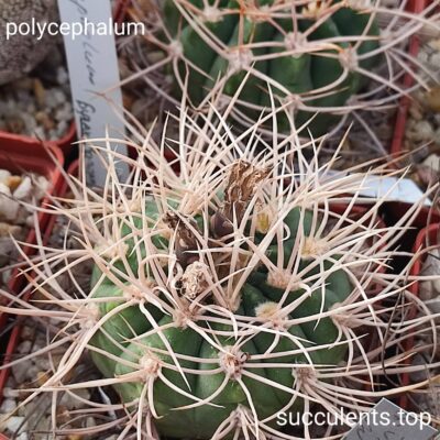gymnocalycium polycephalum selection насіння