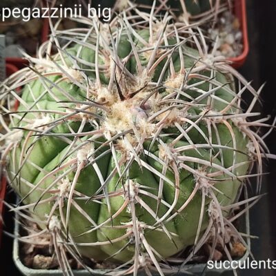 gymnocalycium spegazzinii big насіння