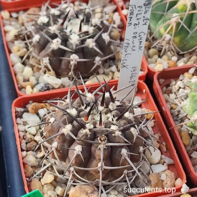 gymnocalycium piltziorum 1926.24 насіння