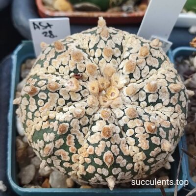 astrophytum A28 насіння