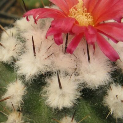 Parodia subteranea Iscayacho насіння