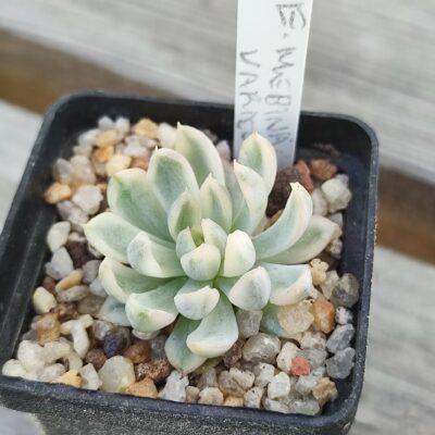 echeveria mebina variegata
