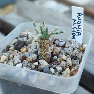 copiapoa haseltoniana