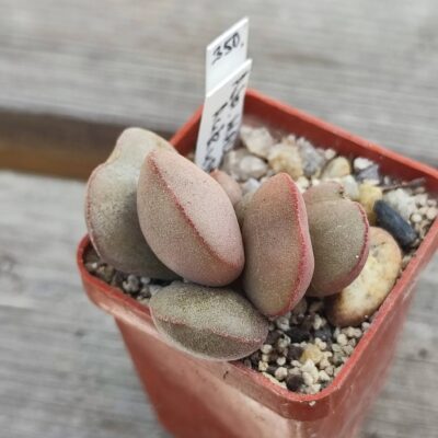 adromischus hallii aurus