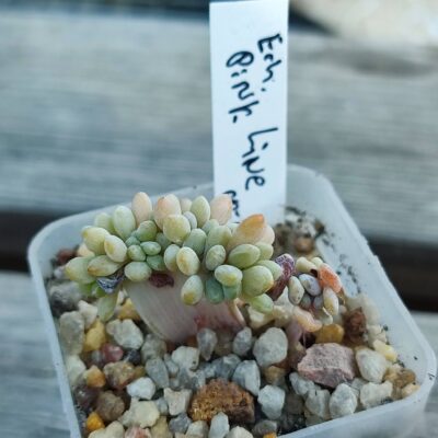 echeveria pink line cristata