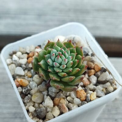 echeveria minima