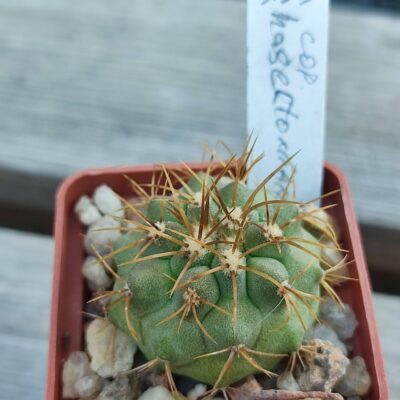 copiapoa haseltoniana