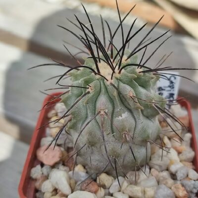 Copiapoa – Cactus-shop
