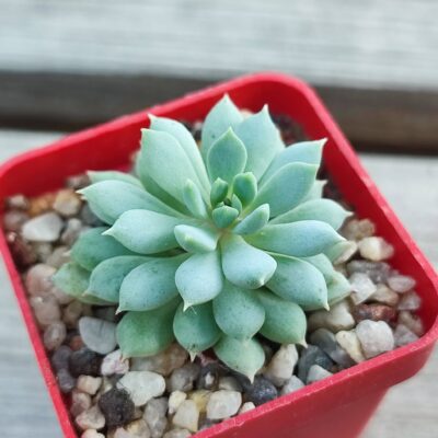 echeveria chrissy n ryan