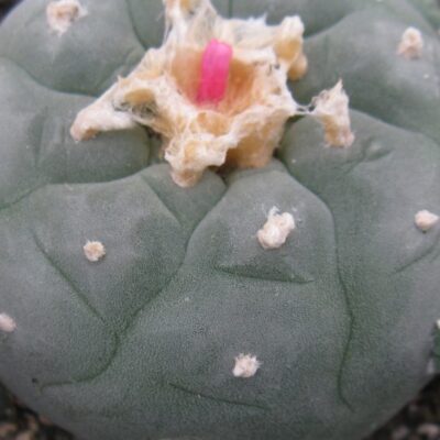 Lophophora fricii RS404 B насіння