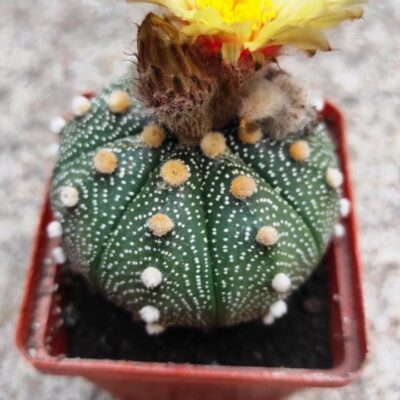 Astrophytum asterias