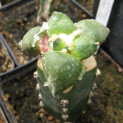 Ariocarpus cv Maruibo #4