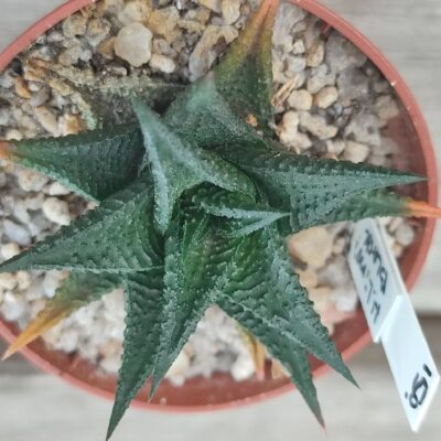 Haworthia Limifolia Black form