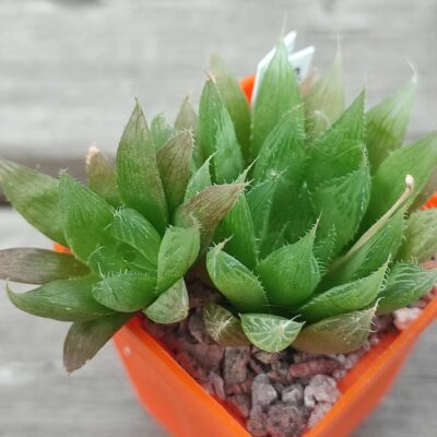 Haworthia Cooperi leingtonii