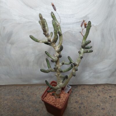 821 Tylecodon buchholzianus
