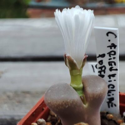 conophytum friedrichiae Poffader