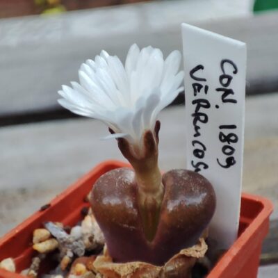 Conophytum verrucosum 1809