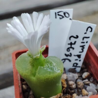 Conophytum limpidum