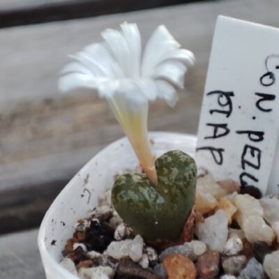Conophytum pellucidum ПАР