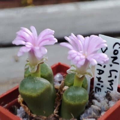 Conophytum limpidum
