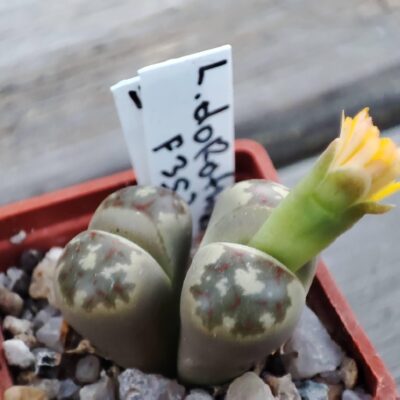 Lithops Dorothea F353