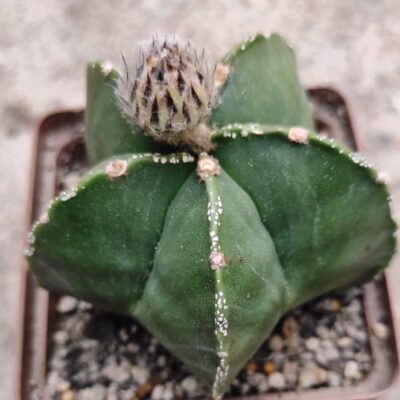 Astrophytum myriostigma for.nudum