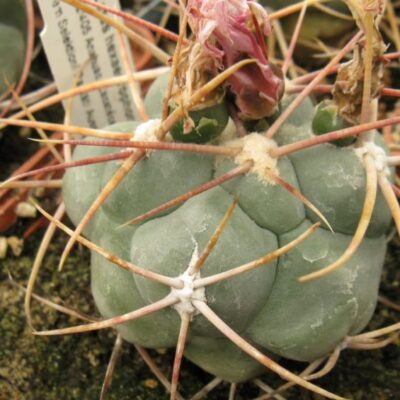 Thelocactus hexaedrophorus Anahuak Zac насіння