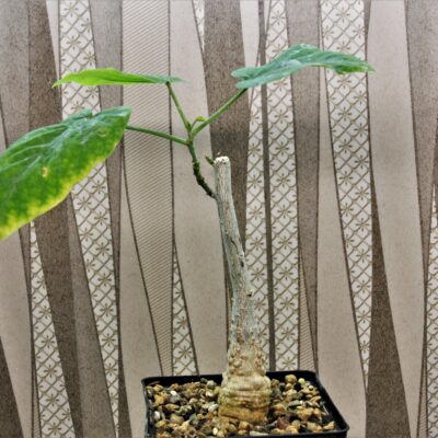 Adenia ecirrosa Madagascar.