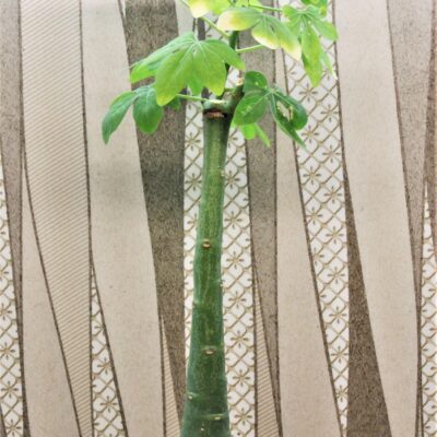 Adenia glauca 3.