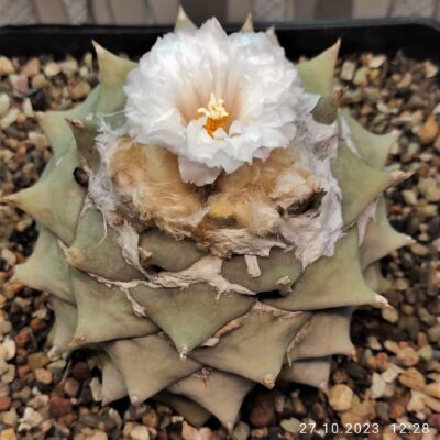 Насіння Ariocarpus retusus