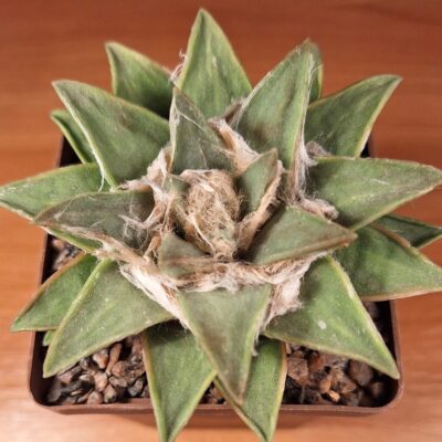 Ariocarpus confusus HO 732, Rio Vtrde