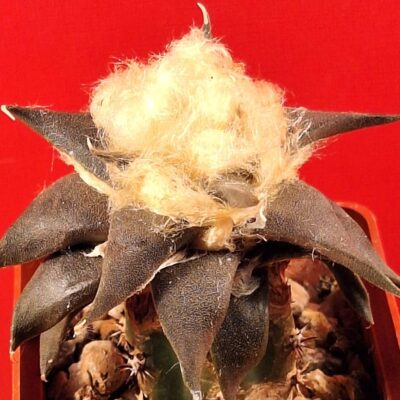Ariocarpus confusus RS 324