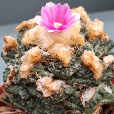 Ariocarpus fissuratus