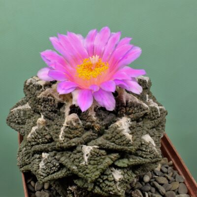 Насіння Ariocarpus fissuratus