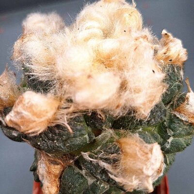 Ariocarpus fissuratus v lloydii