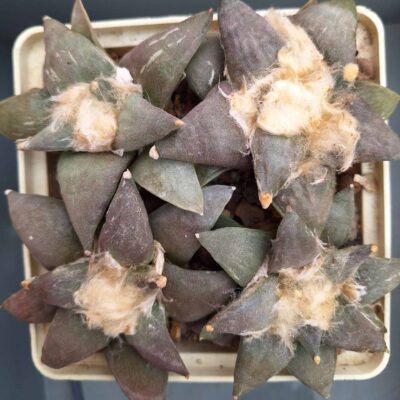 Ariocarpus furfuraceus CH 206