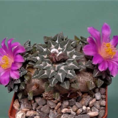 Насіння Ariocarpus kotschoubeuanus LH459
