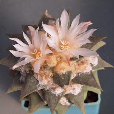 Ariocarpus retusus