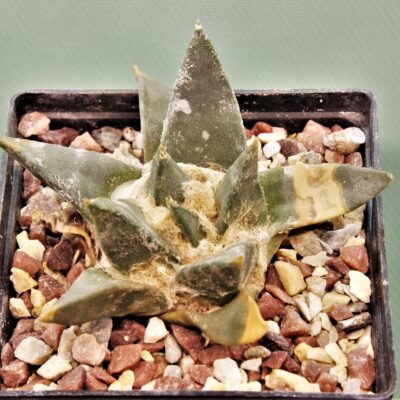 Ariocarpus retusus 3. Сіянець