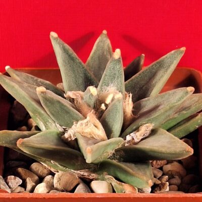 Ariocarpus retusus LH 453