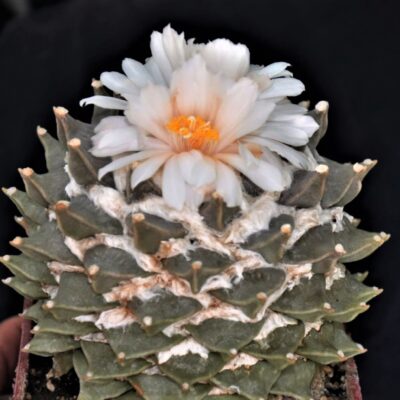 Насіння Ariocarpus retusus ssp.furfuraceus GL89