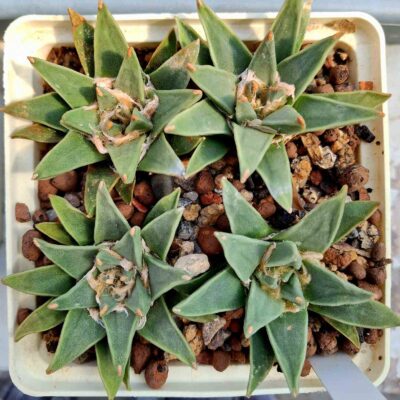 Ariocarpus retusus v scapharostroides