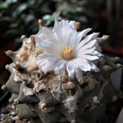 Насіння Ariocarpus-retusus-v.-furfuraceus