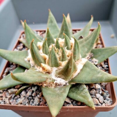 Ariocarpus trigonus