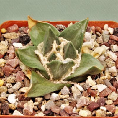 Ariocarpus trigonus CA 520.