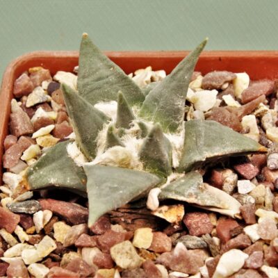 Ariocarpus trigonus.Garcia Valdes