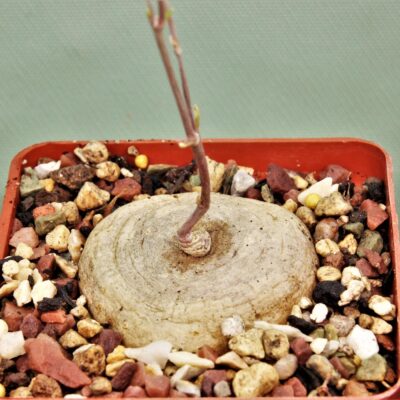Brachystelma burchellii 1